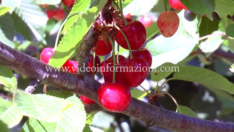 Maltempo, crolla la produzione delle ciliegie nel Salernitano