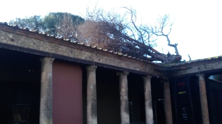 Maltempo, danni agli Scavi di Pompei: cade pino su Palestra Grande