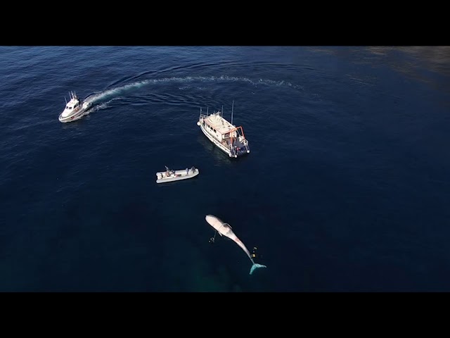 Capri, recuperata la carcassa della balena di 12 metri