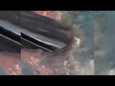 E’ morta la balena rimasta bloccata nel porto di Sorrento