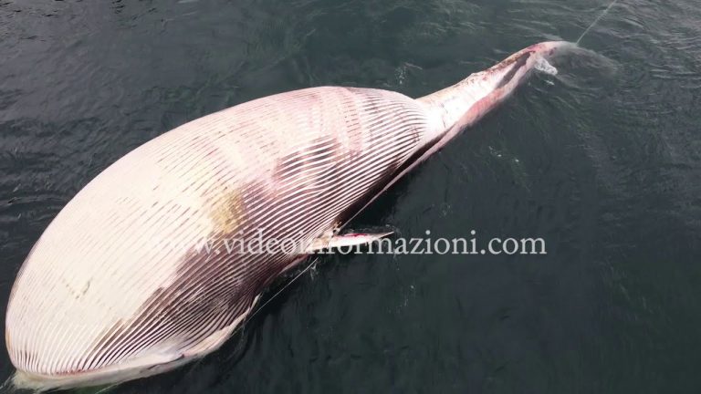 La balena morta di Sorrento trasferita nel Porto di Napoli