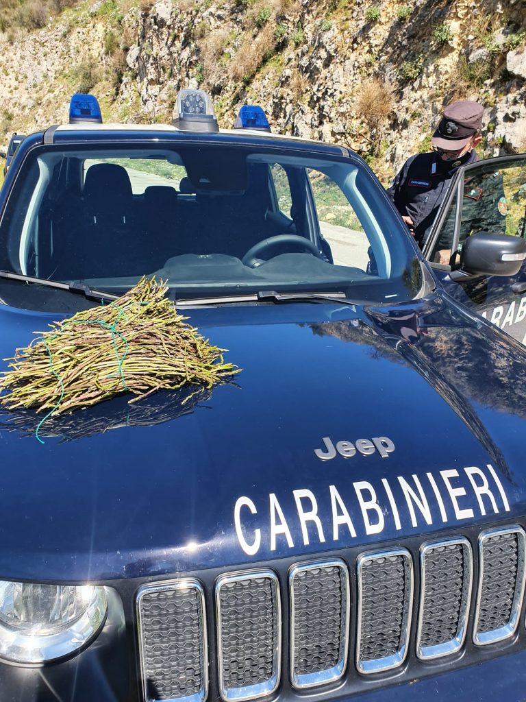 Controlli per la prevenzione degli incendi boschivi: carabinieri forestali sequestrano 87 kg di asparago selvatico