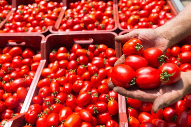 Sequestrate nel Salernitano 821 tonnellate di pomodoro semi lavorato “nocivo per l’uomo”