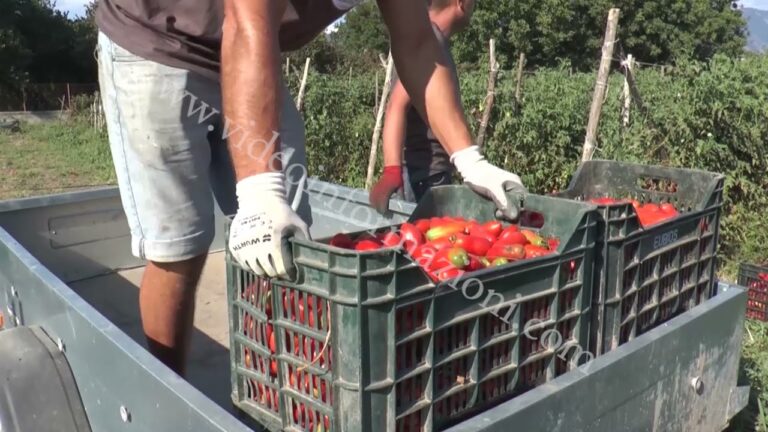 Campania, i millennial ripartono dalla campagna