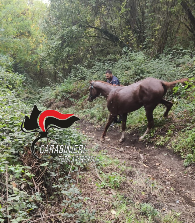 Ottaviano, cavallo imbizzarrito crea panico tra la gente e finisce in un dirupo: carabinieri forestali lo salvano