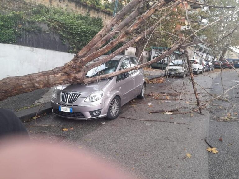 Maltempo, cade albero vicino a scuola a Napoli: prorogata allerta