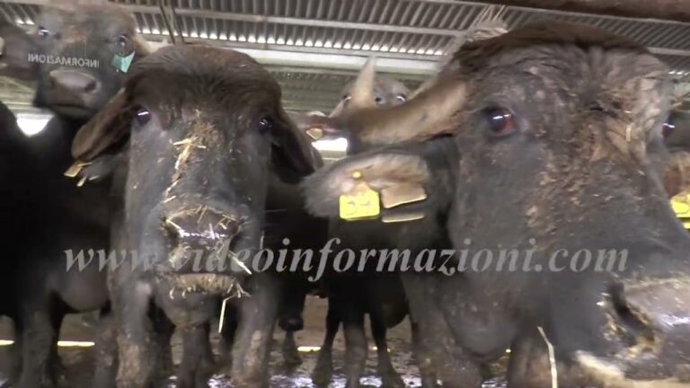 Brucellosi, allevatori denunciano: “Abbattute 13 mila bufale nel 2022”