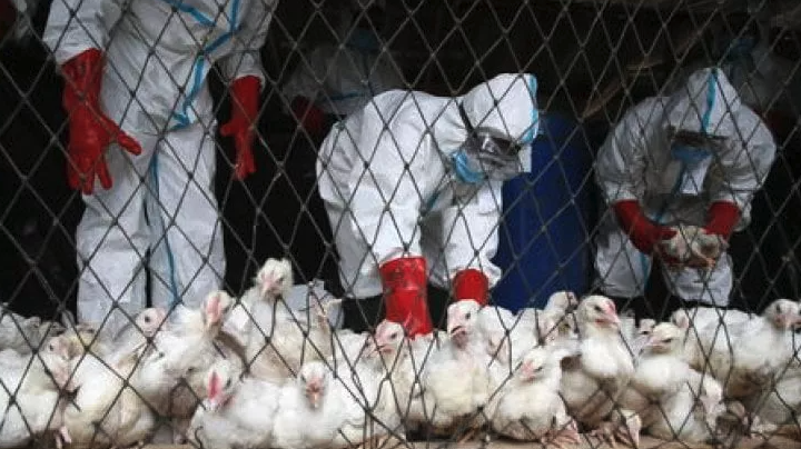 Aviaria, torna l’allarme: attenti al pollo. Per Oms è nuova pandemia
