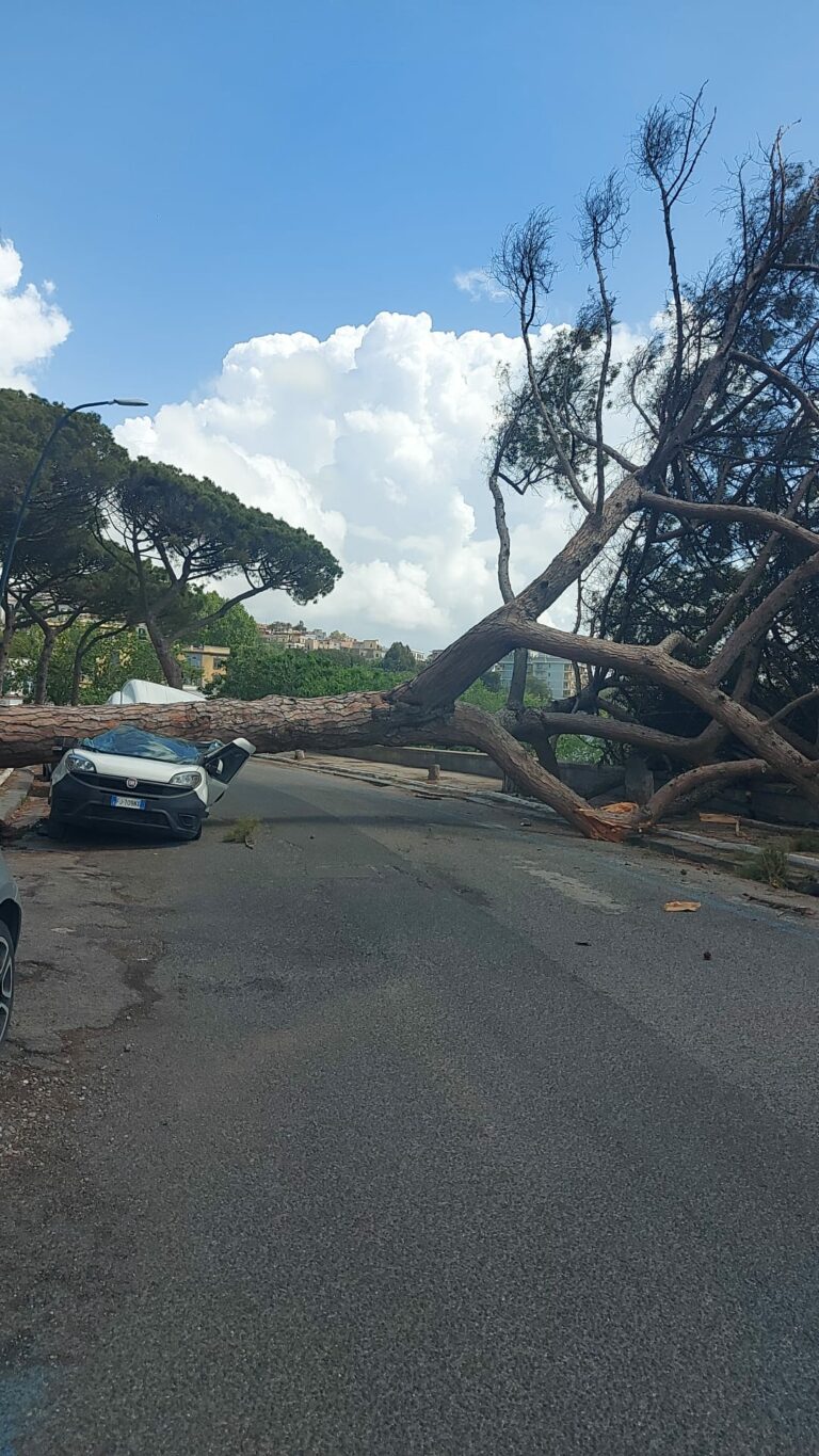 Tragedia sfiorata a Posillipo, albero crolla su furgone