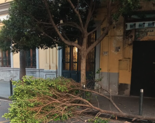 Tragedia sfiorata al Corso Vittorio Emanuele, albero cade su taxi