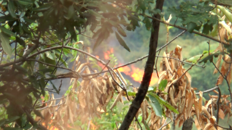 Arrestati piromani degli Astroni, distrussero 40 ettari di vegetazione