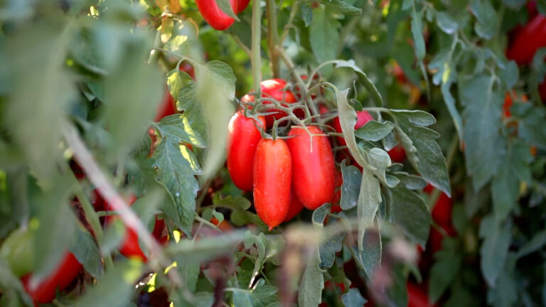 Pomodoro Campano, al via "Aspettando il mio San Marzano 2024"