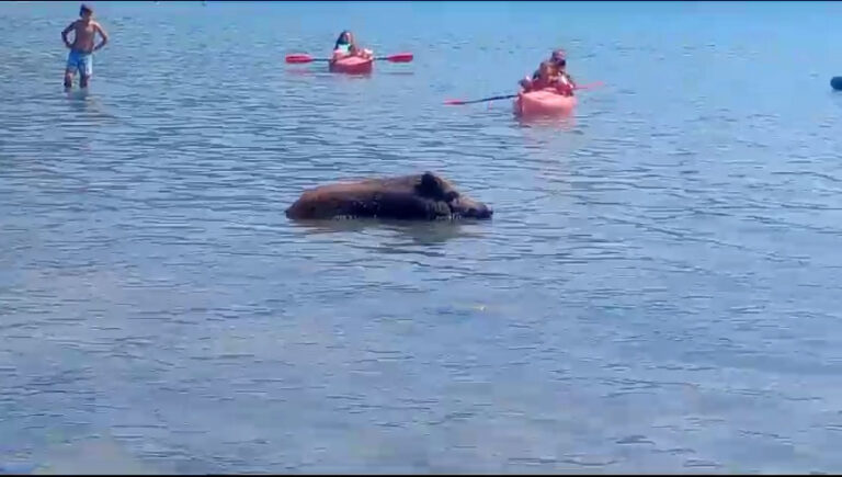 Cinghiale fa il bagno