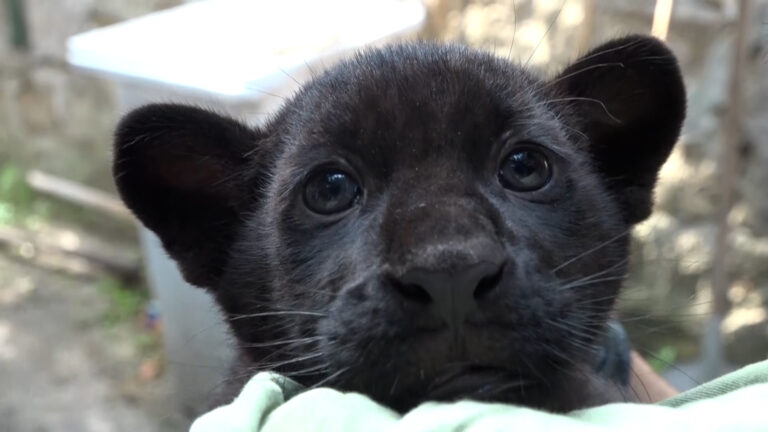 Allo zoo di Napoli è nato Romelu, il portafortuna per lo scudetto