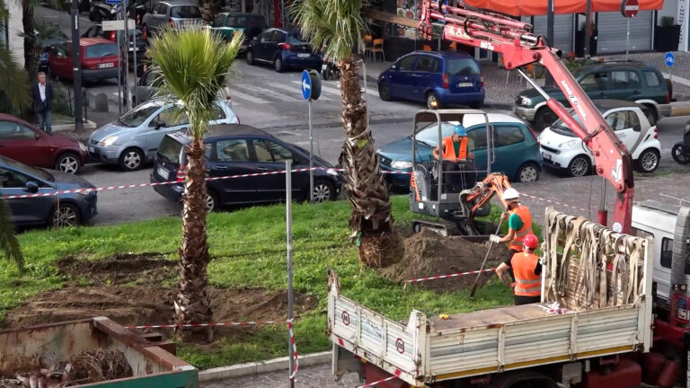 Tornano le palme a Fuorigrotta, al via la piantumazione a viale di Augusto