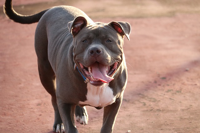 Acerra, bimba di 9 mesi sbranata dal pitbull di famiglia