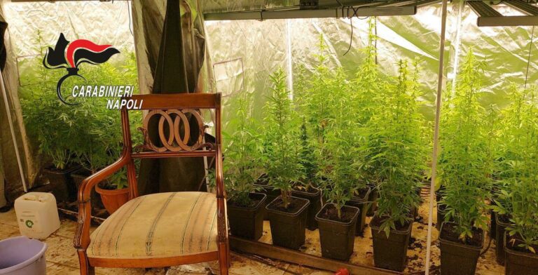 Scoperta piantagione di marijuana in serra hi-tech a Marano: arrestato 63enne