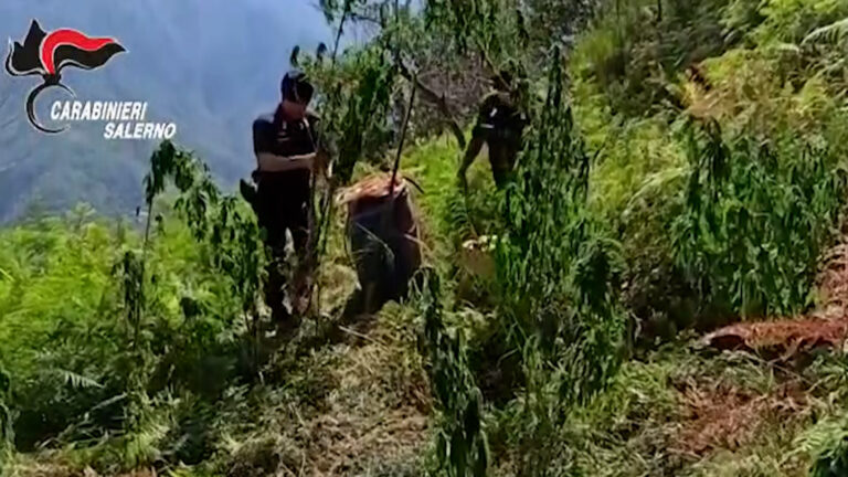 Lotta allo spaccio, sequestro di marijuana a Sant'Egidio del Monte Albino
