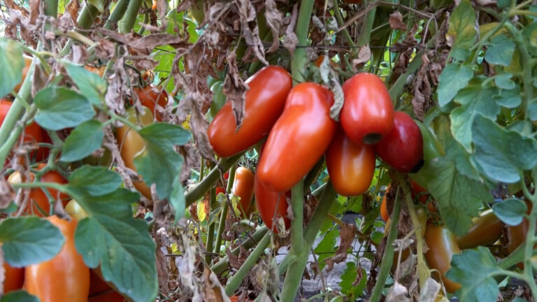 “Aspettando il mio San Marzano”, a San Valentino Torio torna la festa del pomodoro