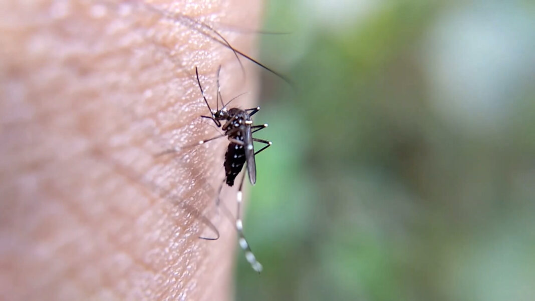 Allarme zanzare west nile