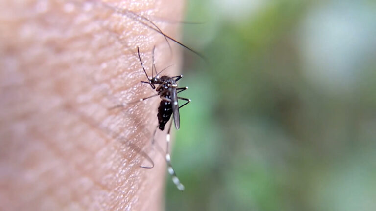 Allarme zanzare west nile
