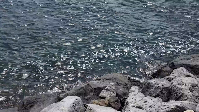 San Giovanni a Teduccio, pesci morti in mare balneabile