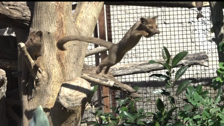 Nati 4 cuccioli di Fossa del Madagascar in zoo Napoli, è la prima volta in Italia