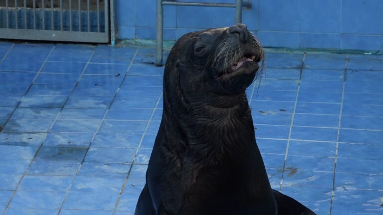 Allo zoo di Napoli arriva Saylor, il leone marino sequestrato dai carabinieri 