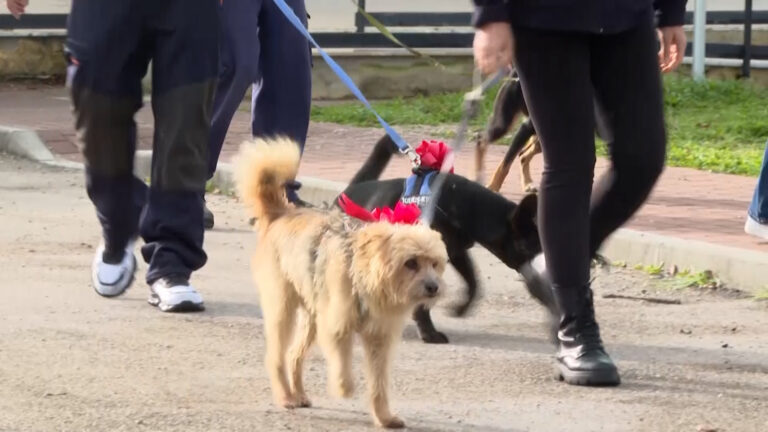 Adozioni responsabili