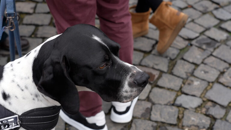 A Napoli la prima Giornata nazionale della prevenzione veterinaria
