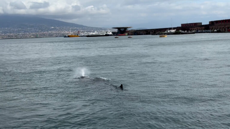 balenottero nel porto di napoli