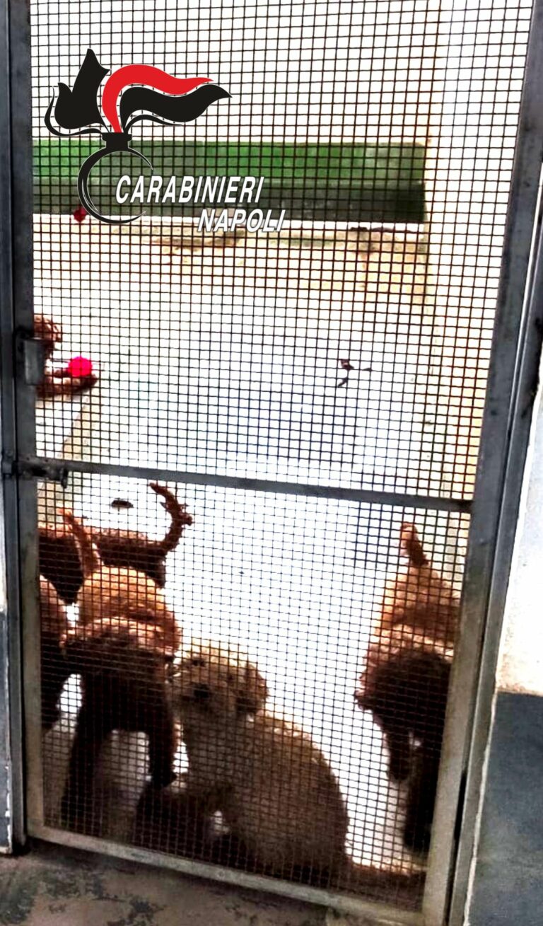 Canile lager scoperto a Villaricca: i cuccioli di “barboncini toy” venduti su TikTok a 1200 euro