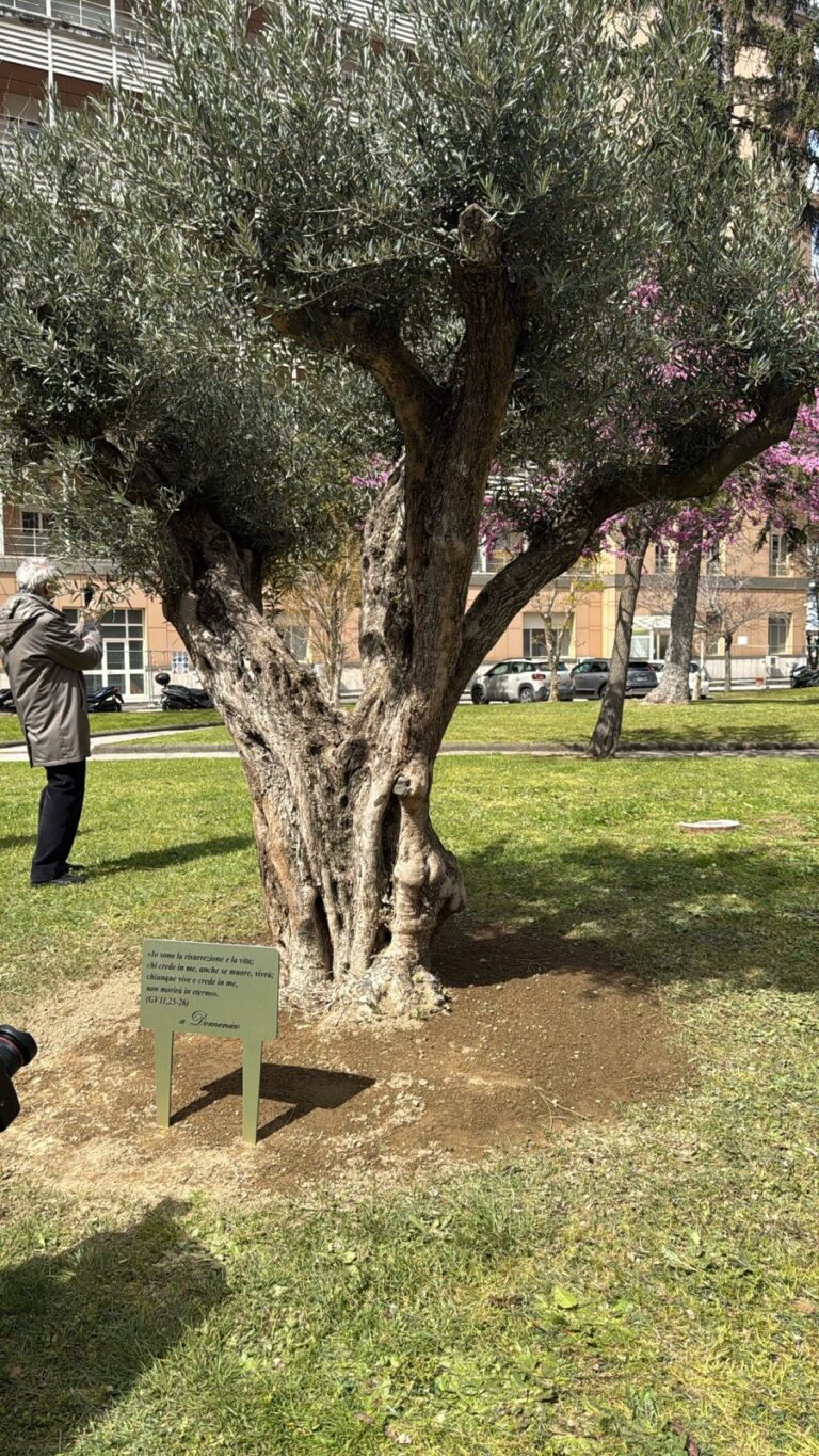 Al Monaldi piantato un ulivo secolare per ricordare Domenico Caliendo
