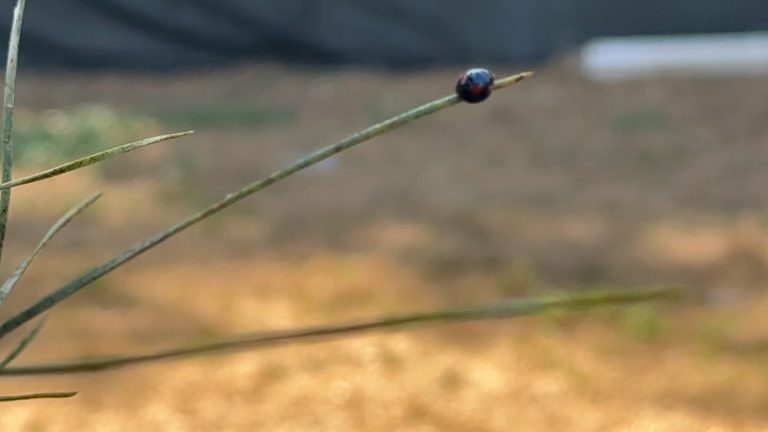 insetto per salvare pini di napoli