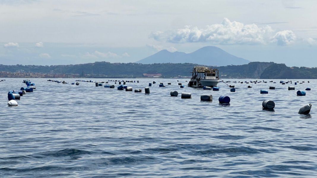 Cozze sicure, nessuna traccia di epatite A: via al divieto di raccolta nelle acque del litorale flegreo