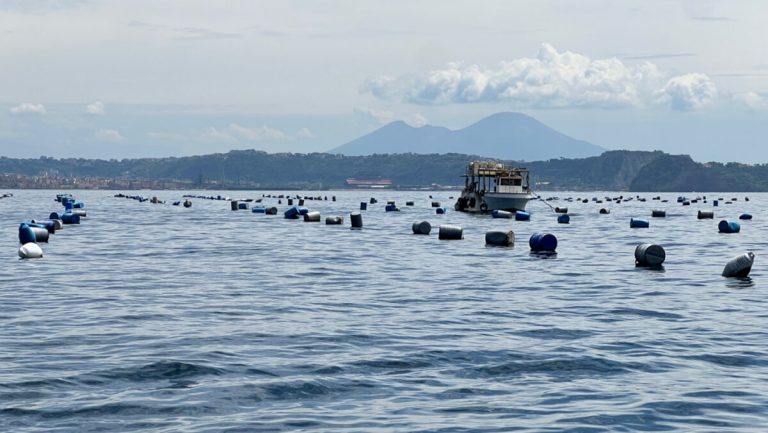 Cozze sicure, nessuna traccia di epatite A: via al divieto di raccolta nelle acque del litorale flegreo