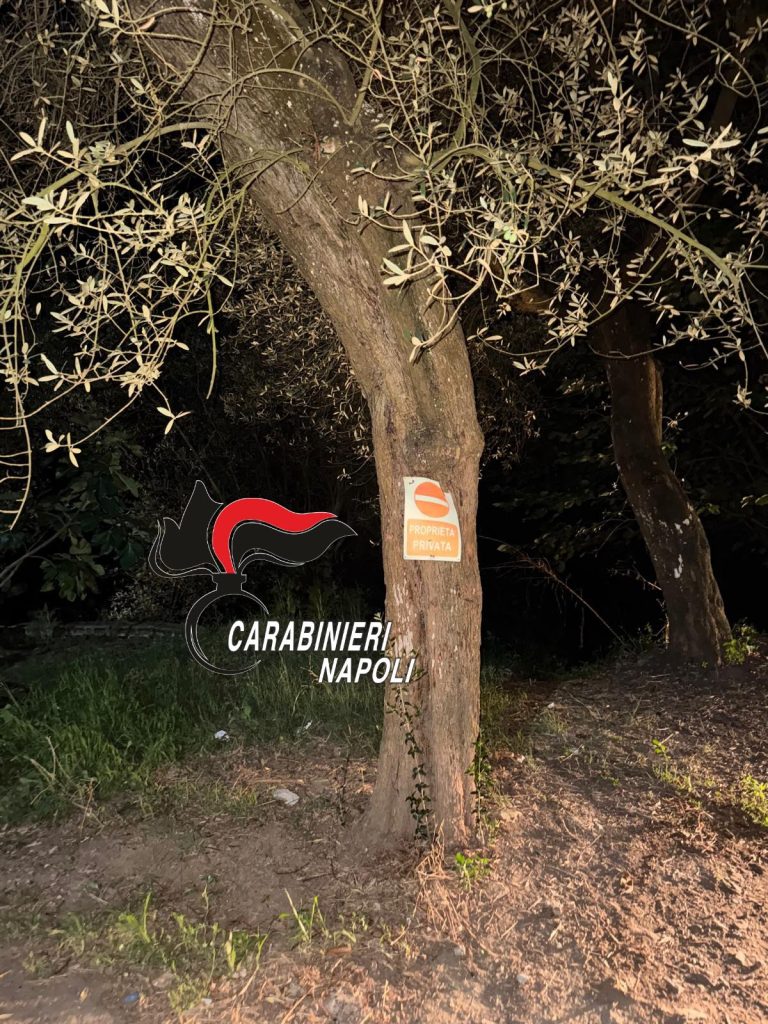 Massa Lubrense, droga nascosta nell’ulivo: arrestato 55enne