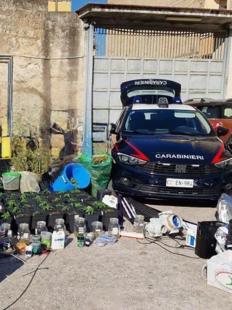 Serra di marijuana in casa 47enne arrestato dai carabinieri a Casapesenna in provincia di Caserta. Trovate anche cartucce