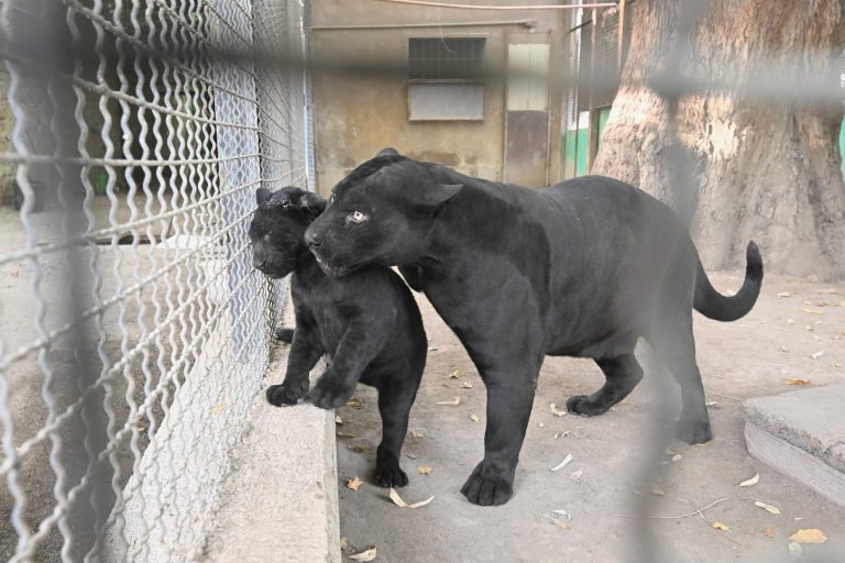 Terzo cucciolo di giaguaro nato in 4 anni allo zoo di Napoli
