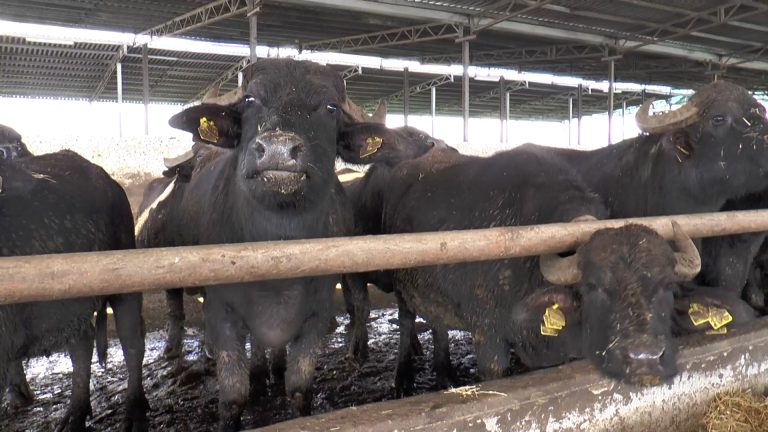 Allarme Virus Shamonda tra bovini e bufali nel Salernitano