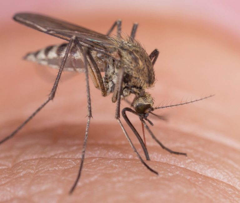 Le zanzare portatrici del virus West Nile purtroppo colpiscono ancora: anziana muore a Calvizzano (immagine di repertorio)