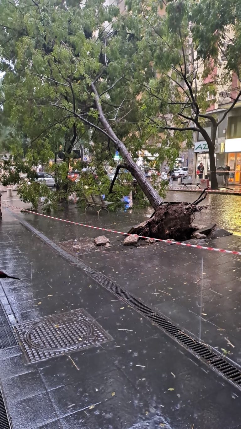 Nella foto l'albero sradicato dal vento in via Guantai Nuovi vicino piazza Municipio a Napoli