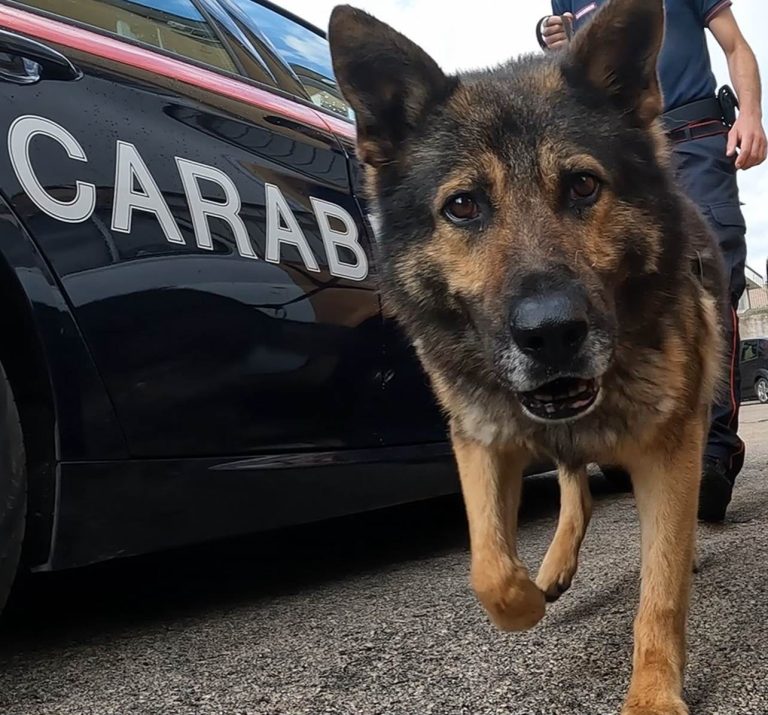 Il fiuto infallibile di Thelma scova in un sottotetto mezzo chilo di eroina purissima, pari a 12.400 dosi. Arresti e sequestri nel casertano