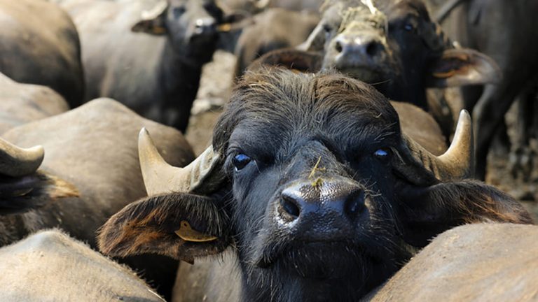 Nel frattempo, tra caro energia, prezzi del gasolio alle stelle, patologie bovine - brucellosi e tubercolosi - e calo delle vendite perché a loro volta le famiglie sono in difficoltà, molti agricoltori hanno ammesso di cominciare a  valutare la chiusura delle attività perché economicamente non sostenibili.